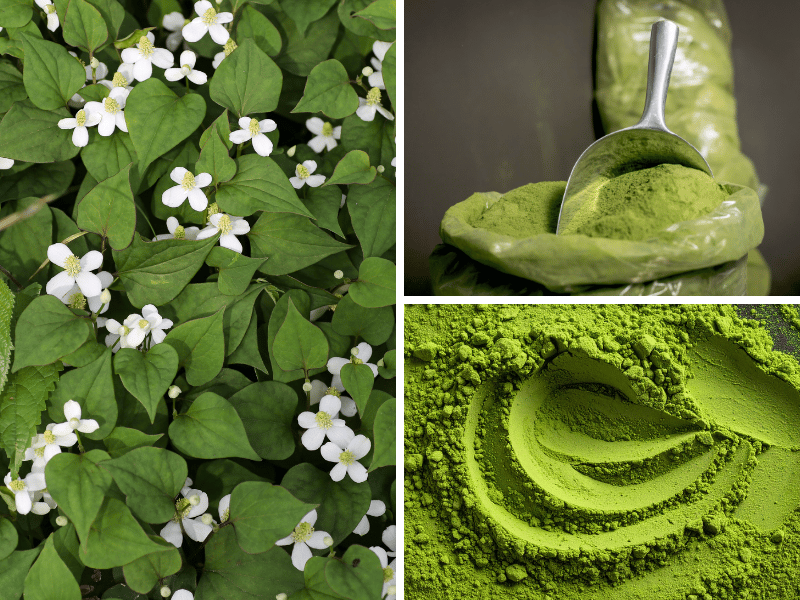 Fish Mint Powder Manufacturing Process By Goodprice Vietnam