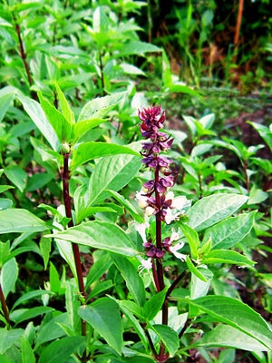 13 surprising uses of basil on health