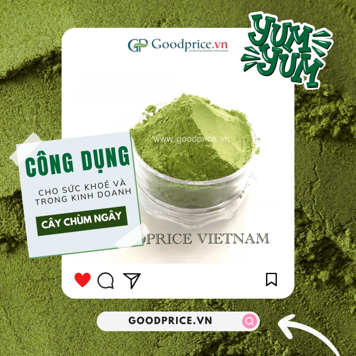 Bật Mí 10 Công Dụng Cây Chùm Ngây Cho Sức Khỏe Và Kinh Doanh