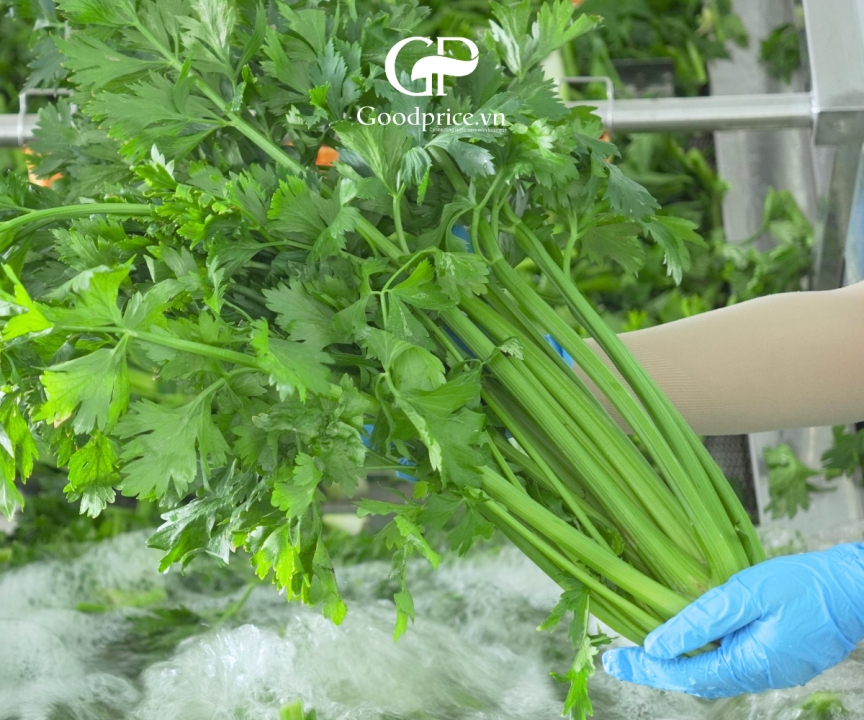Pure Celery Powder By Goodprice – From Natural Farms To Trusted Products