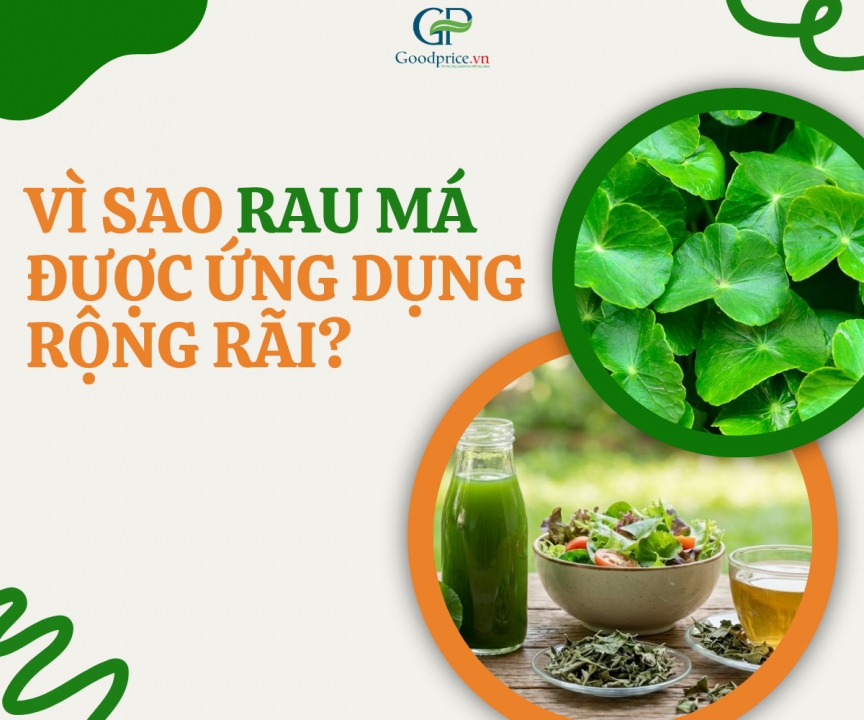 Bột rau má Goodprice Việt Nam – nguyên liệu tự nhiên trong sản xuất thực phẩm & đồ uống
