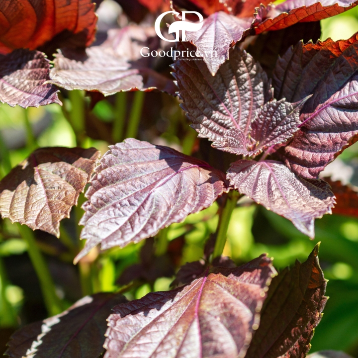 Goodprice Pure Perilla Powder: Export Standard Quality for Domestic and Global Markets