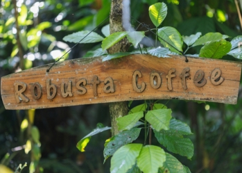 What is Robusta Coffee? Learn about the world's most rich, powerful and popular coffee