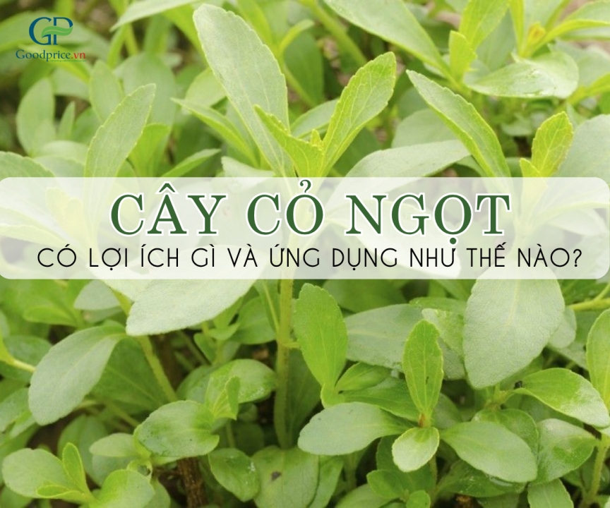 Cây cỏ ngọt có lợi ích gì và ứng dụng như thế nào?