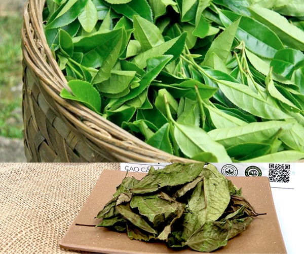 Chè xanh khô và những công dụng tuyệt vời cho sức khoẻ