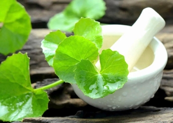 Công dụng của rau má đối với sức khỏe