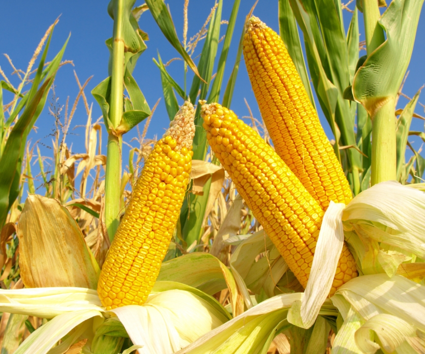 Where to Buy High-Quality Corn Flour In Ho Chi Minh City? Affordable Price And Trusted Supplier