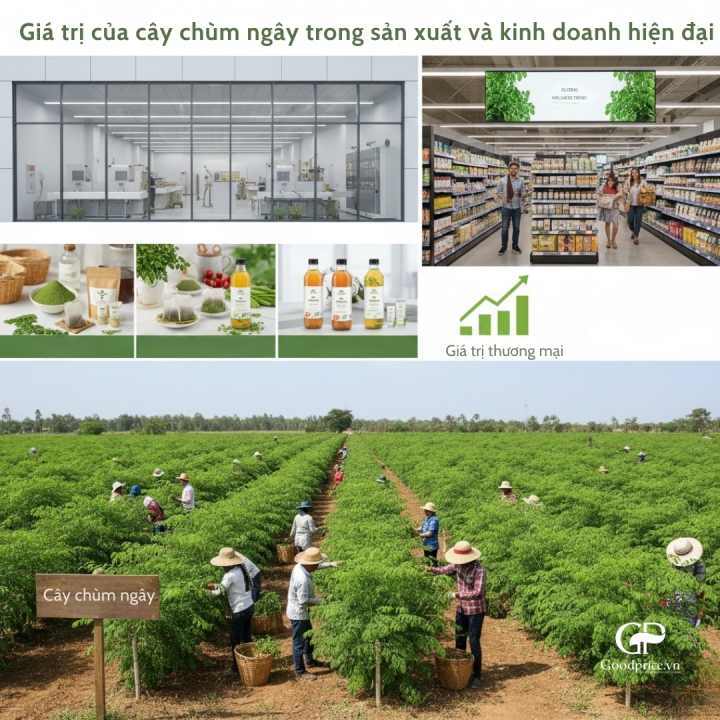 Giá Trị Của Cây Chùm Ngây Trong Sản Xuất Và Kinh Doanh Hiện Đại
