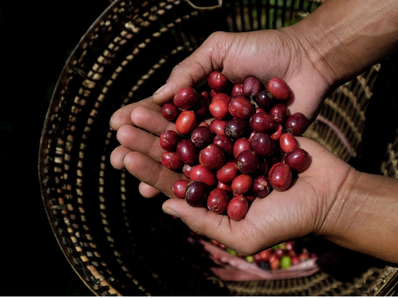 Caffeine Content in Robusta: Learn the Truth About the Powerful Coffee Flavor