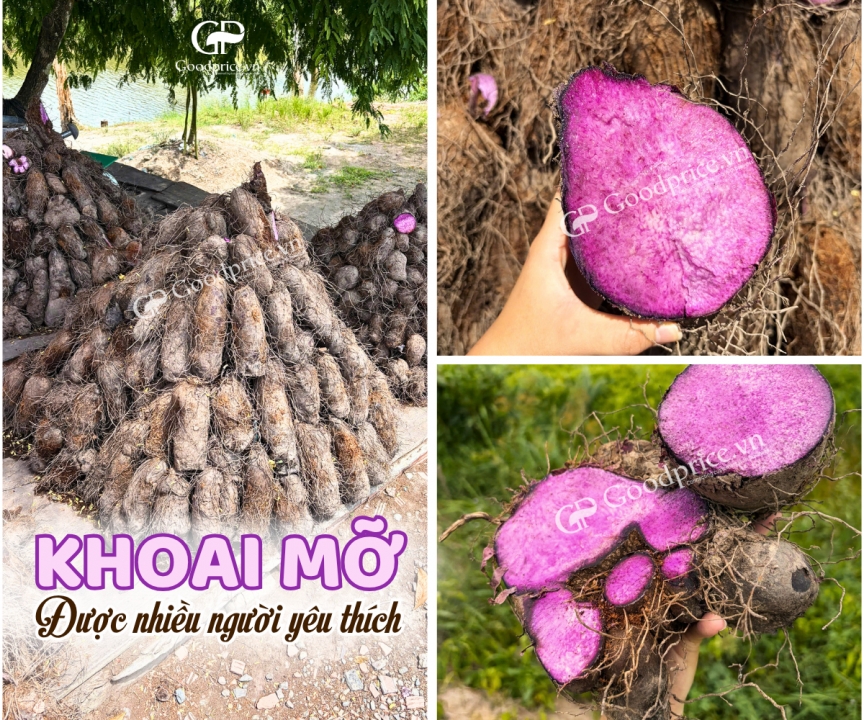Khoai Mỡ – Nguyên Liệu Thơm Ngon, Giàu Dinh Dưỡng Cho Mọi Nhà 