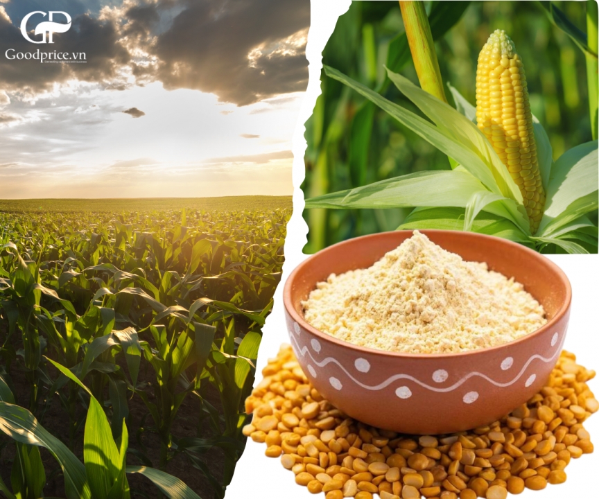 WHERE TO BUY RELIABLE CORN POWDER? HOW TO CHOOSE HIGH-QUALITY CORN POWDER