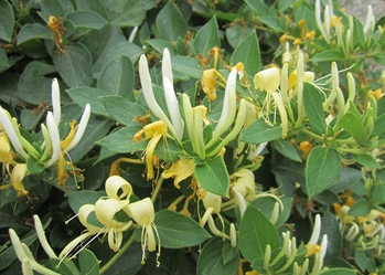The effects of honeysuckle circulated in folk