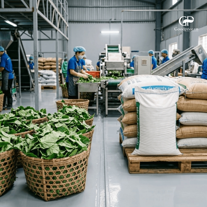 Quy Trình Kiểm Soát Chất Lượng Lá Mơ Lông Chuẩn B2B 2026