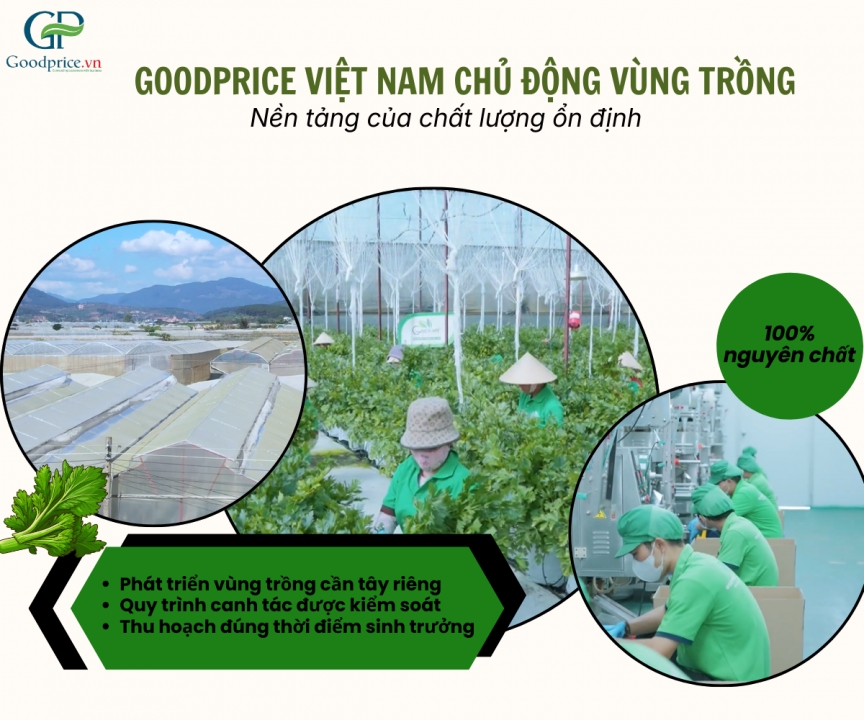 Quy trình sản xuất bột cần tây của Goodprice Việt Nam 