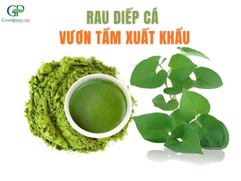 Rau diếp cá – từ loại rau dân dã đến sản phẩm xuất khẩu nghìn đô