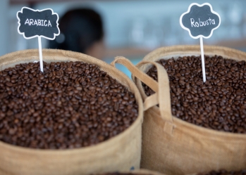 Comparing Arabica and Robusta Coffee: From Beans to Flavor, What's the Difference?