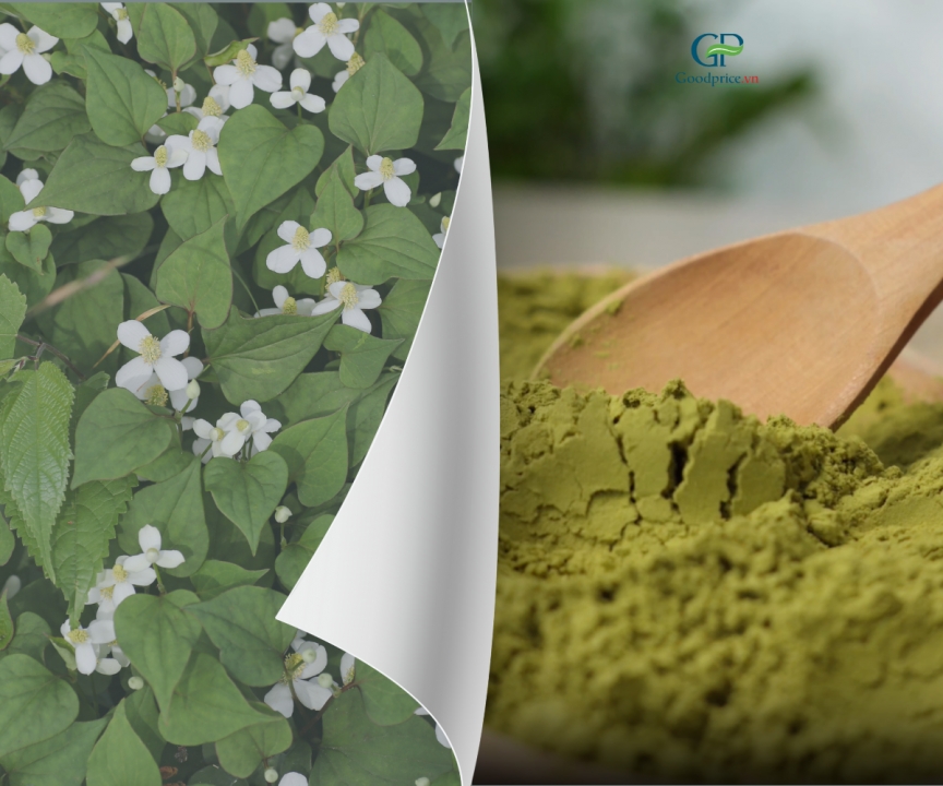 Tác Dụng Của Rau Diếp Cá Khi Chế Biến Thành Bột Nguyên Liệu