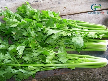 WHY IS FREEZE - DRIED CELERY POWDER OF SUPERIOR QUALITY?