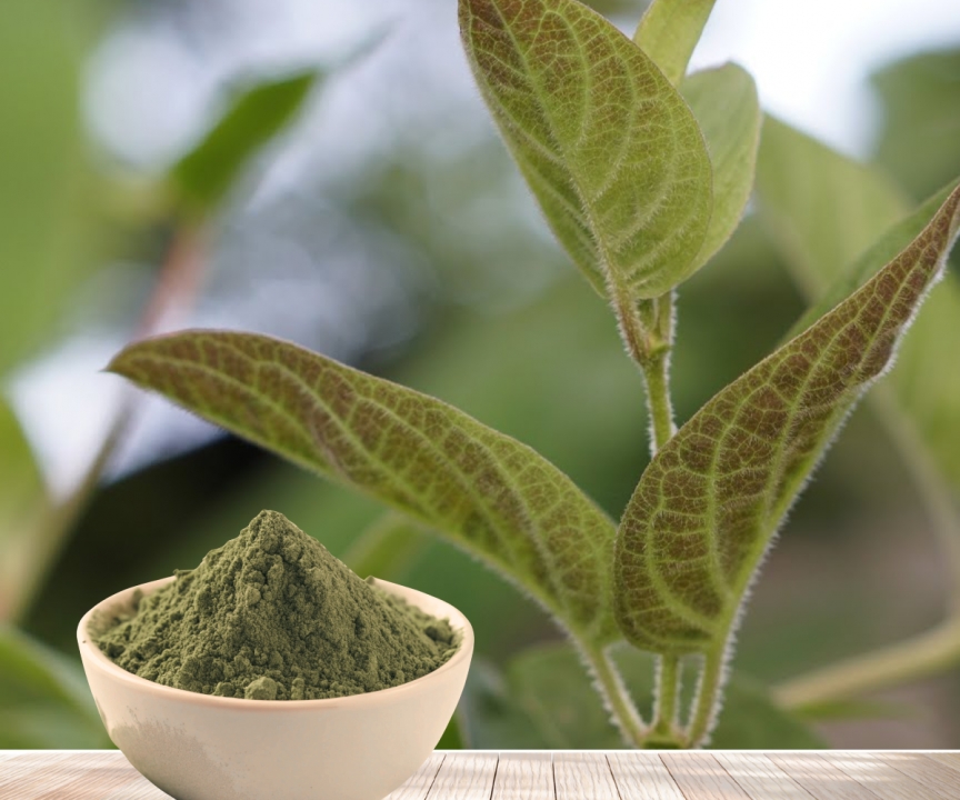 Does Drinking Paederia Leaf Powder Help Reduce Bloating And Indigestion?