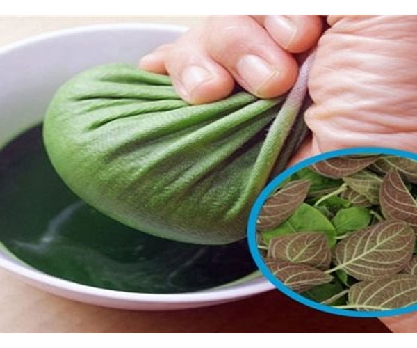 Uống nước lá mơ có tác dụng gì? Có nên uống mỗi ngày không?