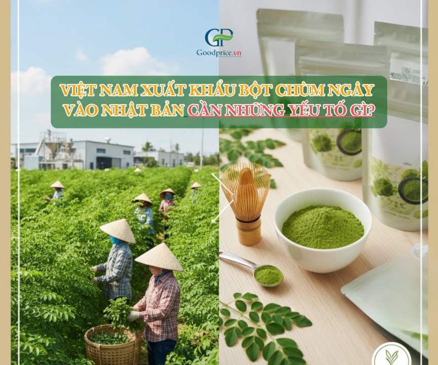 What Are the Key Requirements for Exporting Moringa Powder from Vietnam to Japan?