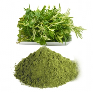 Artemisia vulgaris powder 