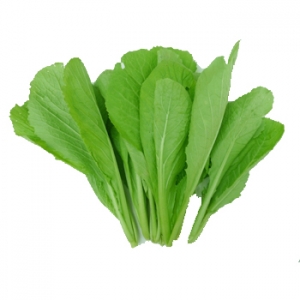 Brassica juncea from  viet nam with best price and high quality