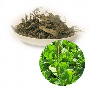 Dried plantago major high quality from vietnam