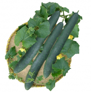 Winter melon from viet nam with best price and high quality