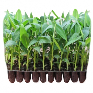 Cung cấp giống cây chuối già nam mỹ