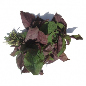 Dried perilla frutescens