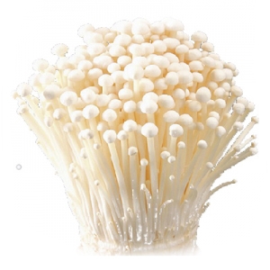 Fresh enokitake from vietnam