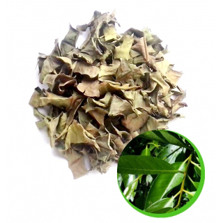 Lá vối khô xuất khẩu