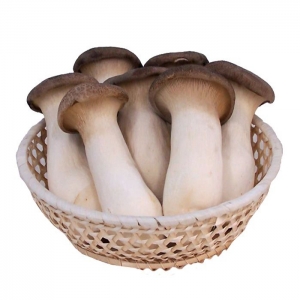 Fresh pleurotus eryngii from vietnam