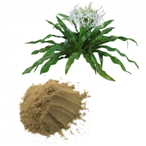 Crinum latifolium leaf powder