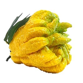Quả phật thủ