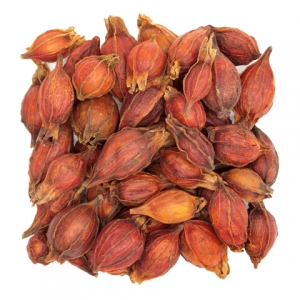 Vietnam dried gardenia jasminoides ellis