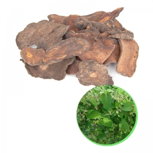 Polygonum multiflorum thunb from vietnam