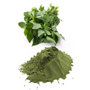Elsholtzia ciliata leaf powder